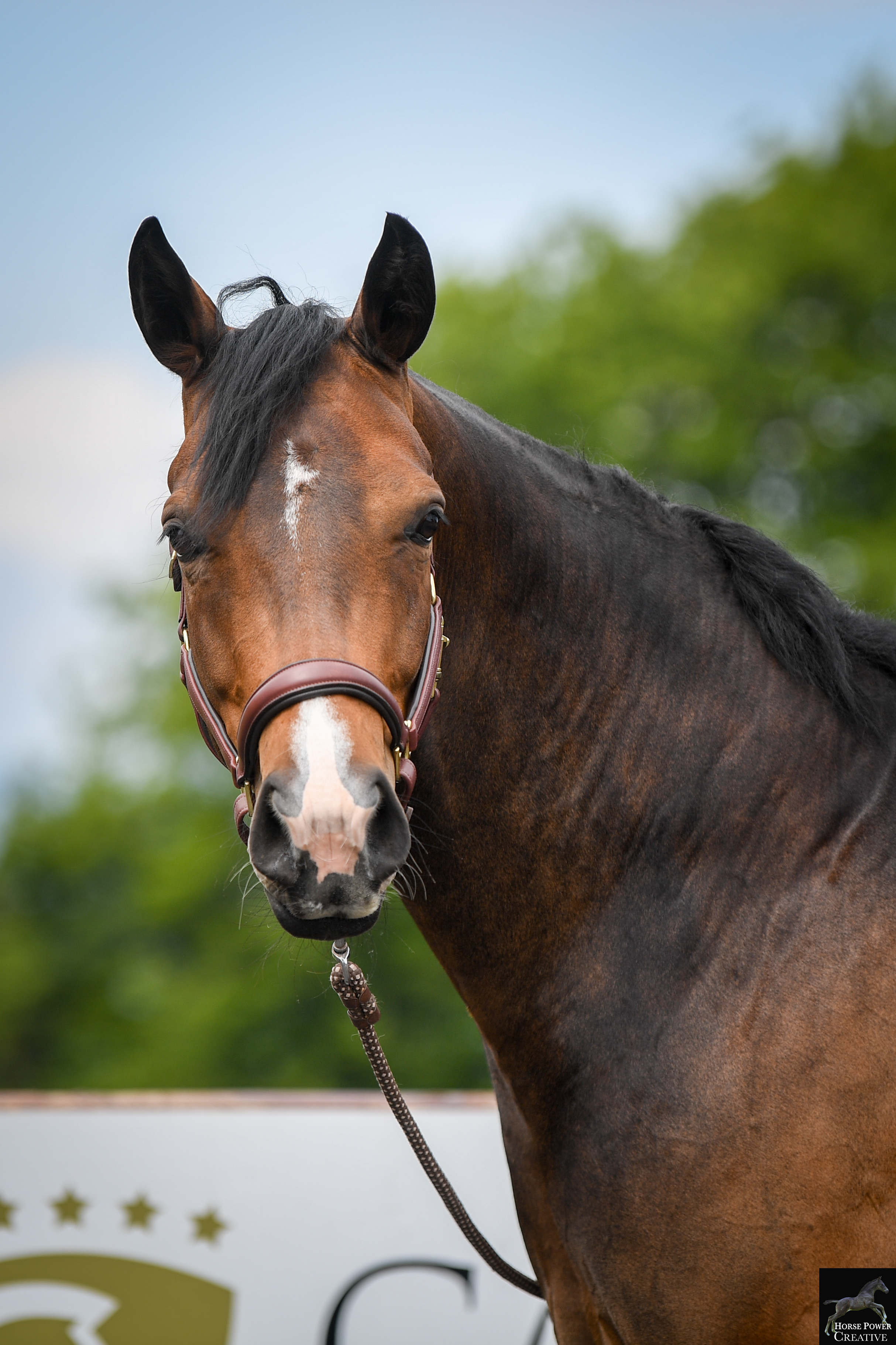 A brown horse is running in a field of wildflowers.