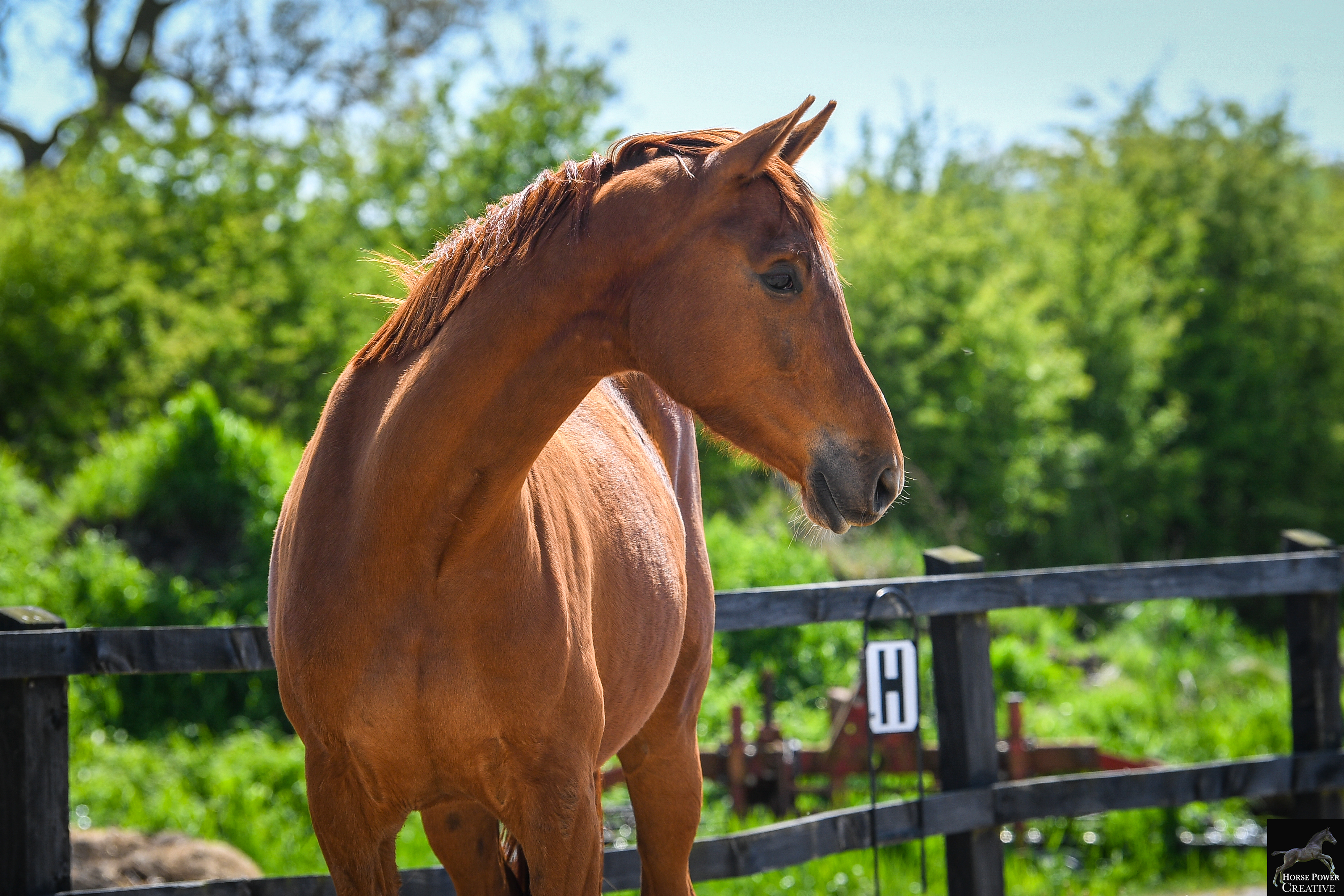 A drawing of a light brown horse splashing around in a body of water, possibly a lake or river