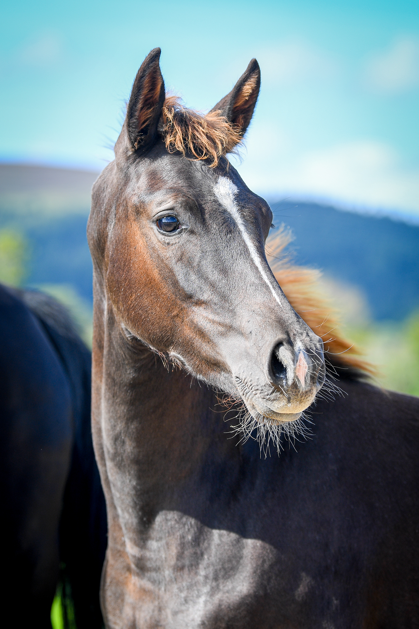 An illustrated brown horse in a forest, sniffing a fallen branch.