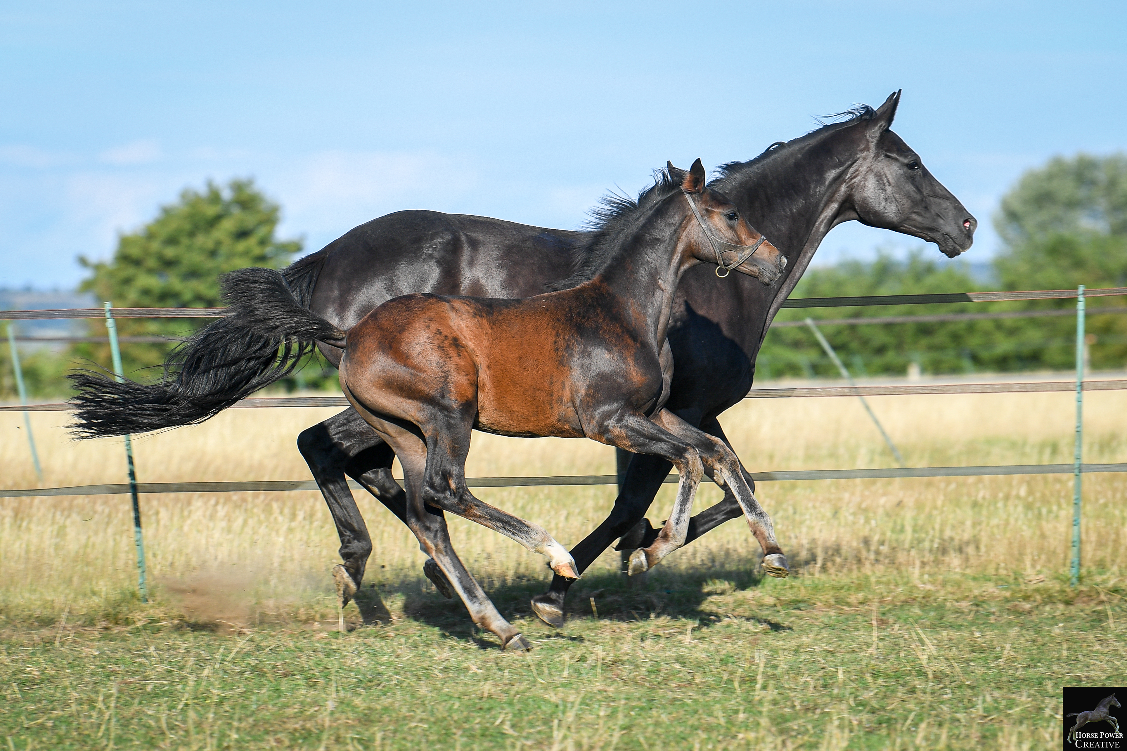 A brown horse nibbles on a fallen tree branch in a grassy clearing within a wooded area.