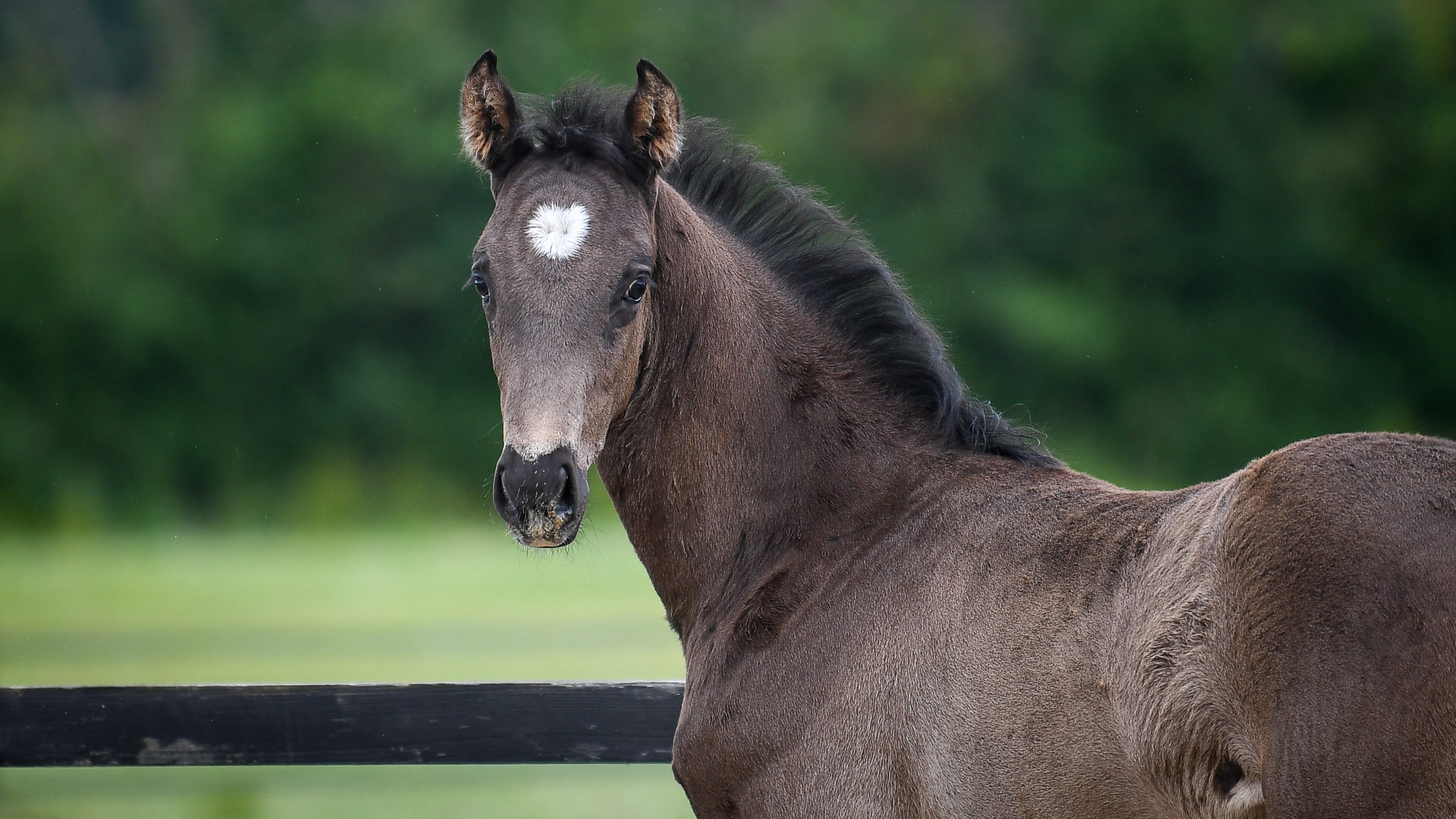 Three horses running in a desert landscape.