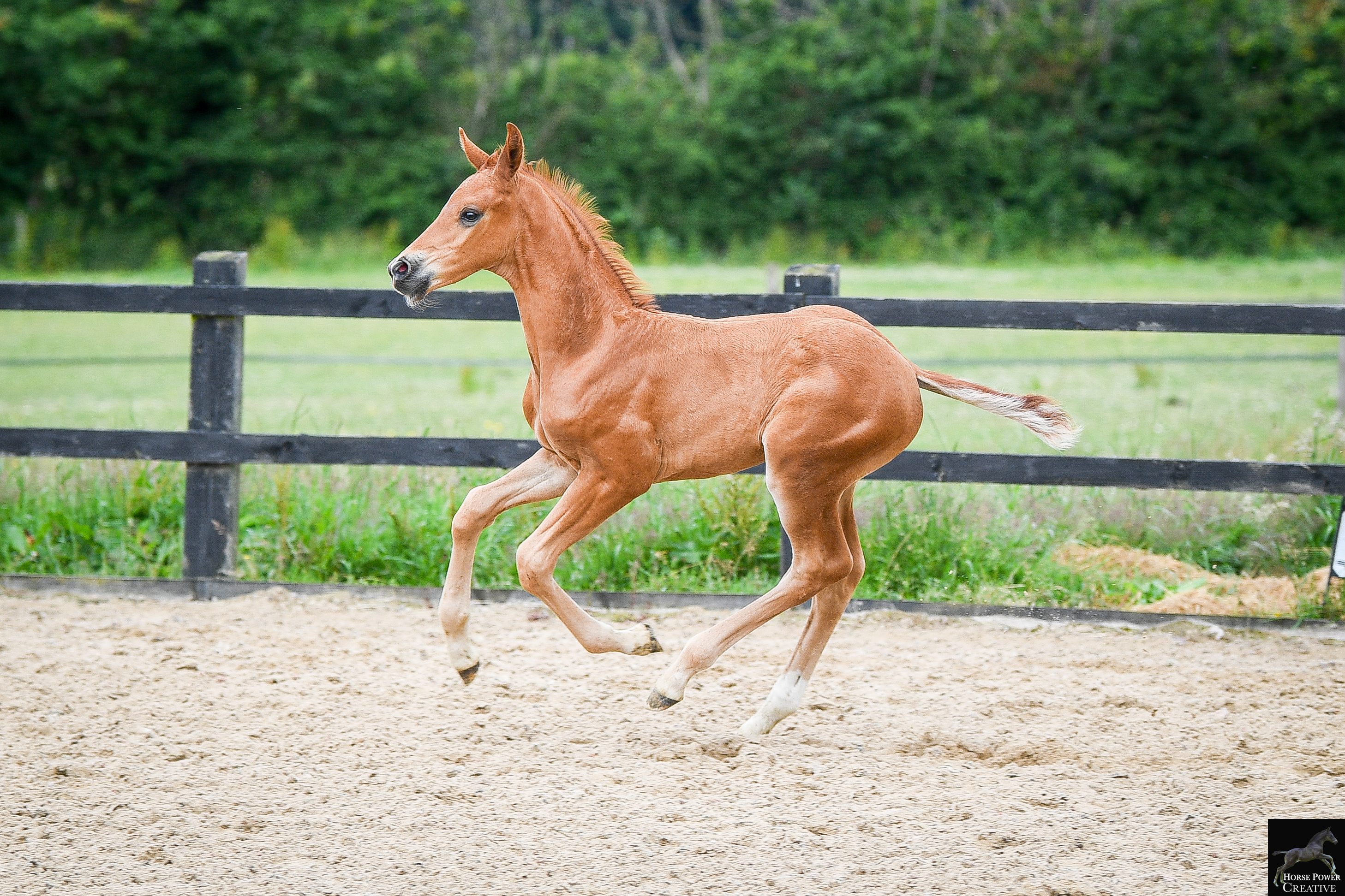 A light brown horse with a dark mane and tail runs along a sandy arena, with a wood fence and bushes in the background.